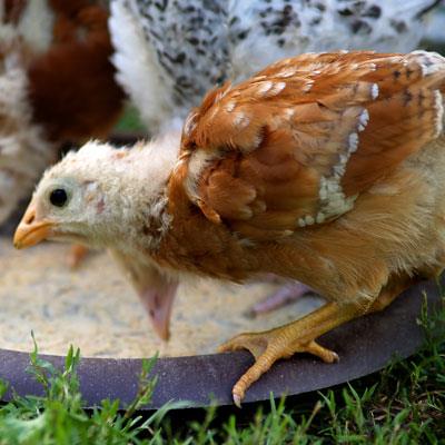 krog indgang dramatiker Voksefoder til kyllinger 25 kg